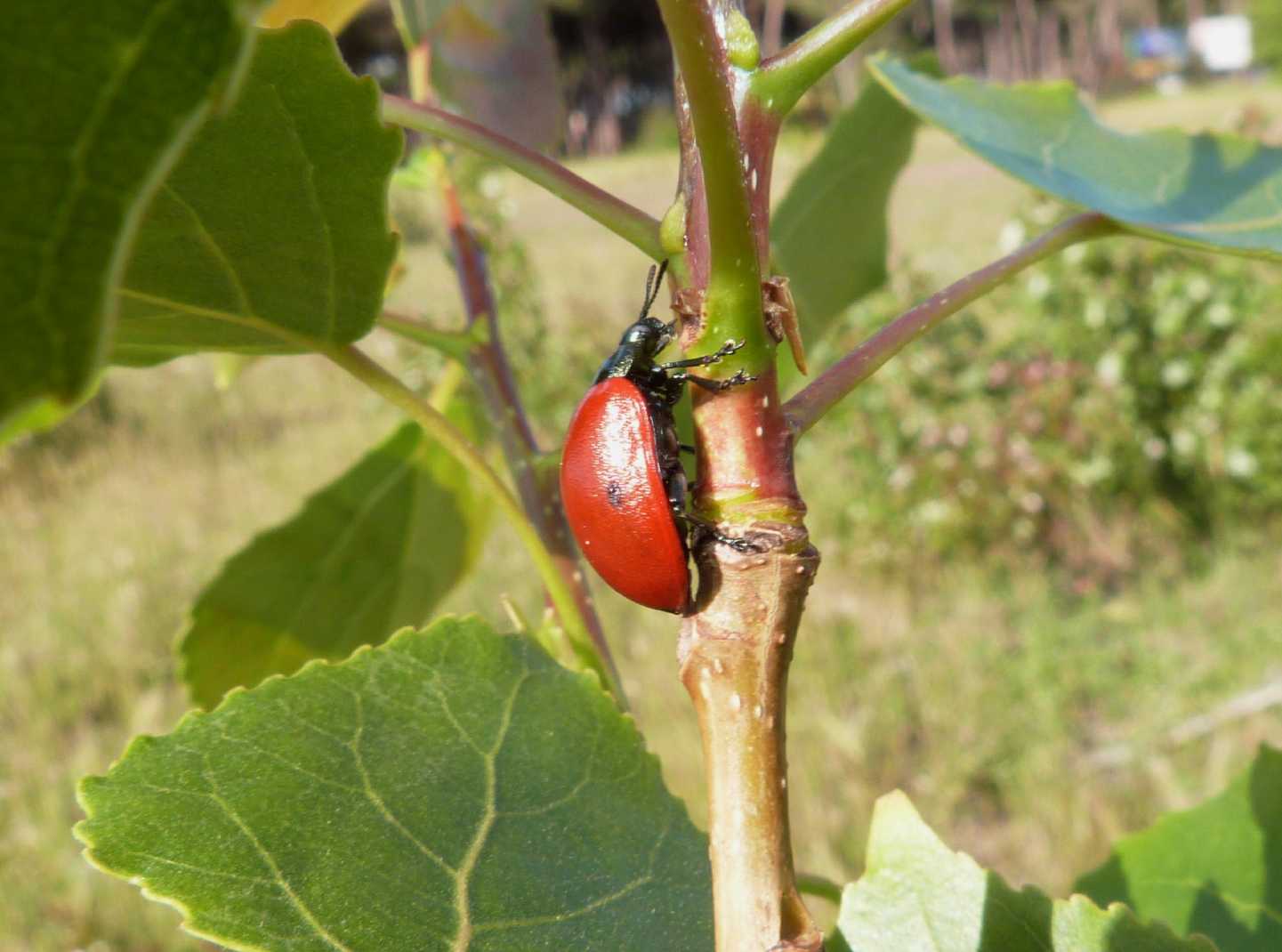 Chrysomela populi: la grande abbuffata